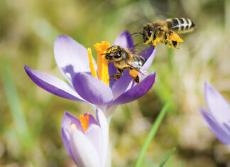 Implementing Pollinators On Your Property