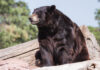 Guidance from MU Extension as Black Bear Population Grows