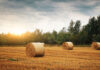 Improving Hay Quality This Season