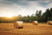 Improving Hay Quality This Season