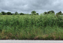 Poison Hemlock