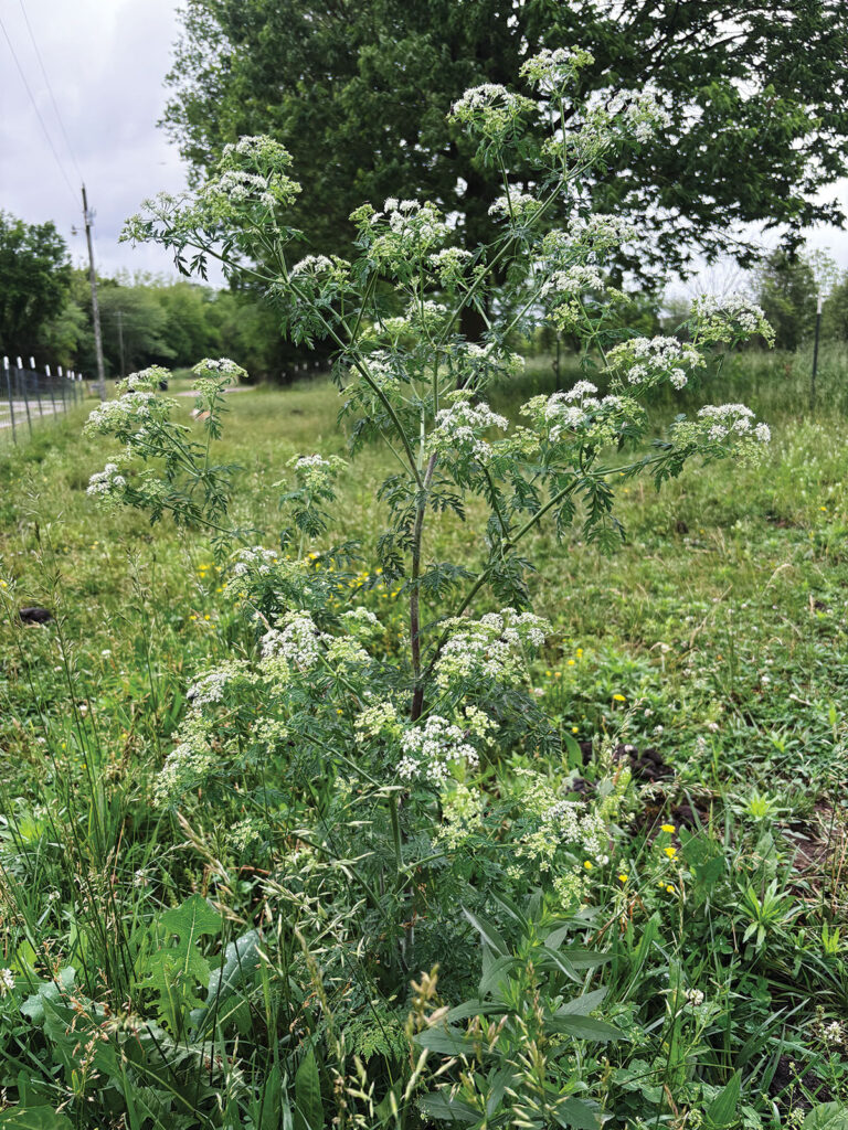 Poison Hemlock. Photo by Debbie Elder.