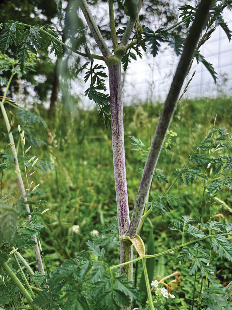 Posion Hemlock Stem. Photo by Debbie Elder.
