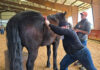 Animal Chiropractic on the Farm