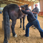 Animal Chiropractic on the Farm