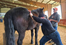 Animal Chiropractic on the Farm
