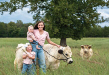 A Mini Herd with Mighty Personalities