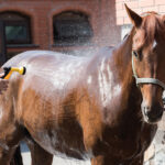 Managing Horses in Hot Climates