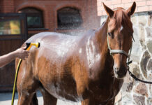 Managing Horses in Hot Climates