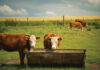 Clean Water Troughs Lead to Better Cattle Performance