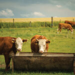 Clean Water Troughs Lead to Better Cattle Performance
