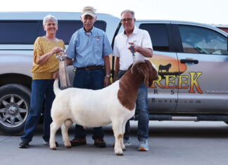 The Journey with Goats