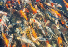 Ozark Fisheries