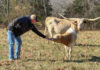 Painter Livestock Co Texas Longhorns