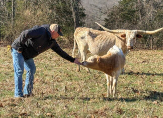 Painter Livestock Co Texas Longhorns