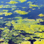 As Summer Blooms, Be on the Lookout for Algae to Follow Suit