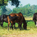 Safely Grazing Metabolic Horses
