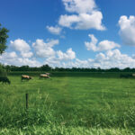 Buying Rural Land