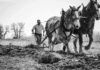 Folklore and Farming