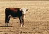 Early Weaning