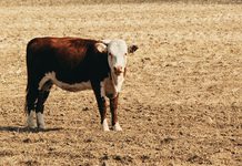 Early Weaning