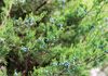 Eastern Redcedar Control and Management