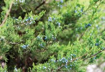 Eastern Redcedar Control and Management
