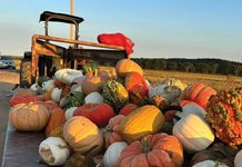 A Cherished Fall Tradition