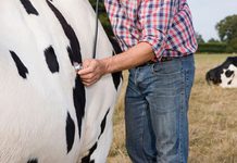 Reducing Death Loss in Livestock